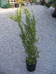 Punica granatum 50/60cm